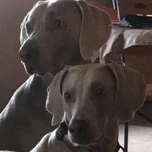 Meet your Posher, Pam